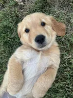 Purple, a female Golden Retriever for sale in Fresno, CA – 3 of 4