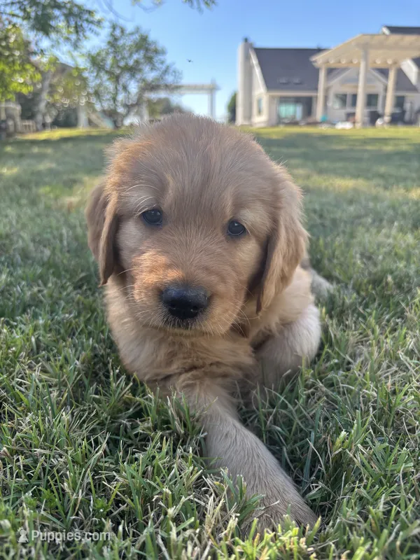 Blue, a male Golden Retriever for sale in Fresno, CA – 1 of 3