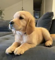 Purple, a female Golden Retriever for sale in Fresno, CA – 2 of 4