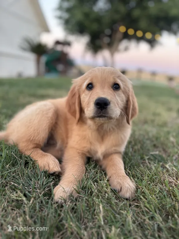 Purple – Golden Retriever puppy for sale in Fresno, CA