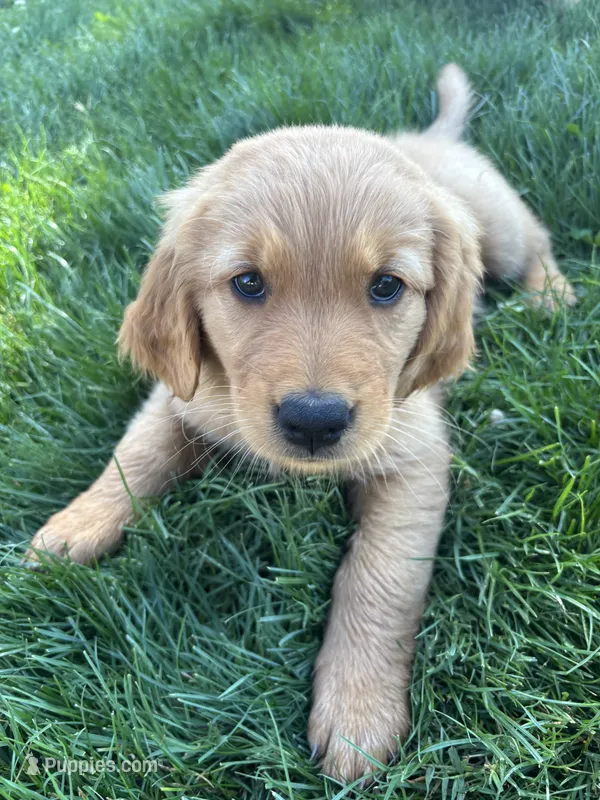 Pink, a female Golden Retriever for sale in Fresno, CA – 1 of 2