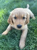 Pink, a female Golden Retriever for sale in Fresno, CA – 1 of 2