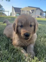 Blue, a male Golden Retriever for sale in Fresno, CA – 2 of 3