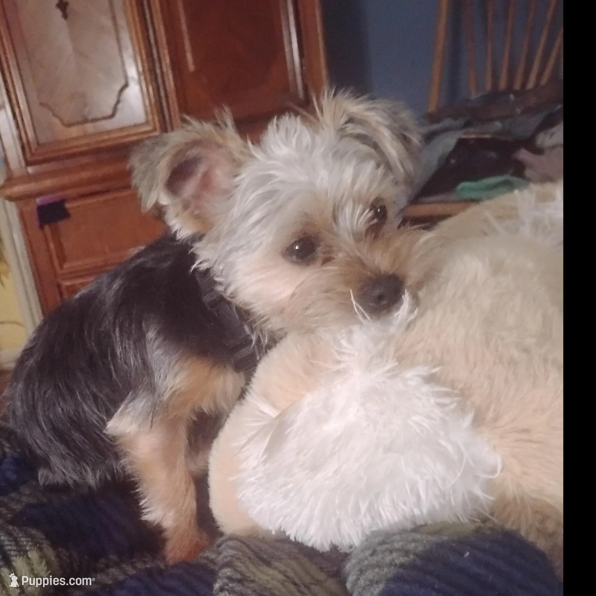 Jessi  – Shorkie puppy for sale in Mesa, AZ