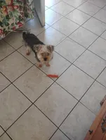 Jessi , a male Shorkie for sale in Mesa, AZ – Photo 3 of 4