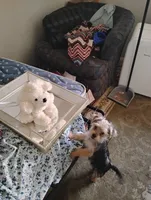 Jessi , a male Yorkipoo for sale in Mesa, AZ – Photo 3 of 4