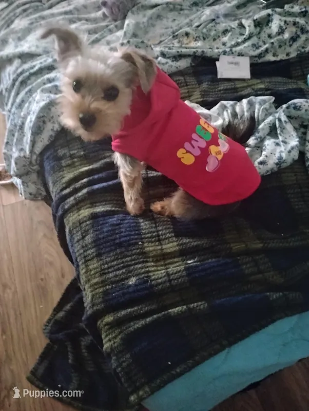 Jessi  – Yorkipoo puppy for sale in Mesa, AZ