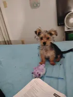 Jessi , a male Yorkipoo for sale in Mesa, AZ – Photo 2 of 4