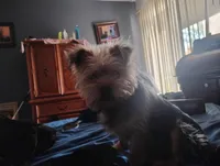 Jessi , a male Yorkipoo for sale in Mesa, AZ – Photo 4 of 4