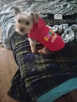 Jessi , a male Shorkie for sale in Mesa, AZ – Photo 2 of 4