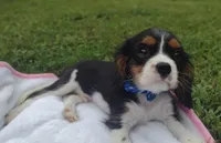 Martin , a male Cavalier King Charles Spaniel for sale in Lebanon, MO – 2 of 6