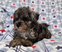 Blue boy, a male Maltipoo and Poodle - Toy  for sale in Lebanon, MO – 4 of 9
