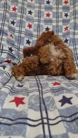 Pam, a female Maltipoo and Poodle - Toy  for sale in Lebanon, MO – 6 of 10