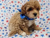 Red Lincoln(London), a male Maltipoo and Poodle - Toy  for sale in Lebanon, MO – 2 of 10