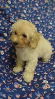 Penny, a female Maltipoo and Poodle - Toy  for sale in Lebanon, MO – 2 of 10