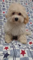 Lime green  Landon , a male Maltipoo and Poodle - Toy  for sale in Lebanon, MO – 1 of 10