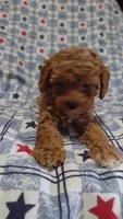 Pam, a female Maltipoo and Poodle - Toy  for sale in Lebanon, MO – 7 of 10