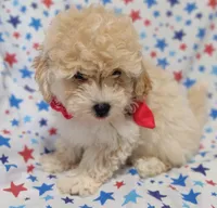 Lime green  Landon, a female Maltipoo and Poodle - Toy  for sale in Lebanon, MO – 4 of 10