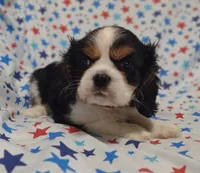 Brown , a male Cavalier King Charles Spaniel for sale in Lebanon, MO – 2 of 4