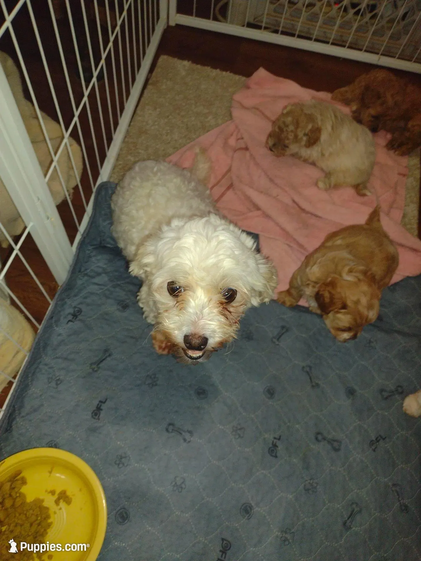 Pink, a female Maltipoo and Poodle - Toy  for sale in Lebanon, MO – Photo 5 of 8