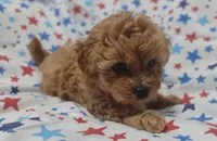 Pink, a female Maltipoo and Poodle - Toy  for sale in Lebanon, MO – Photo 6 of 8