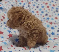 Pink, a female Maltipoo and Poodle - Toy  for sale in Lebanon, MO – Photo 8 of 8