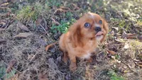 Ruth , a female Cavalier King Charles Spaniel for sale in Lebanon, MO – Photo 5 of 5
