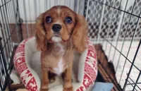 Ruth , a female Cavalier King Charles Spaniel for sale in Lebanon, MO – Photo 3 of 5