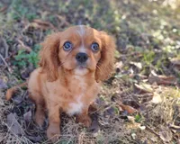 Ruth , a female Cavalier King Charles Spaniel for sale in Lebanon, MO – Photo 2 of 5