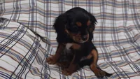 David , a male Cavalier King Charles Spaniel for sale in Lebanon, MO – 3 of 6