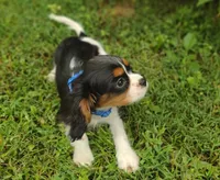 Martin , a male Cavalier King Charles Spaniel for sale in Lebanon, MO – 4 of 6