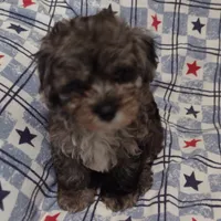 Blue boy, a male Maltipoo and Poodle - Toy  for sale in Lebanon, MO – 1 of 9