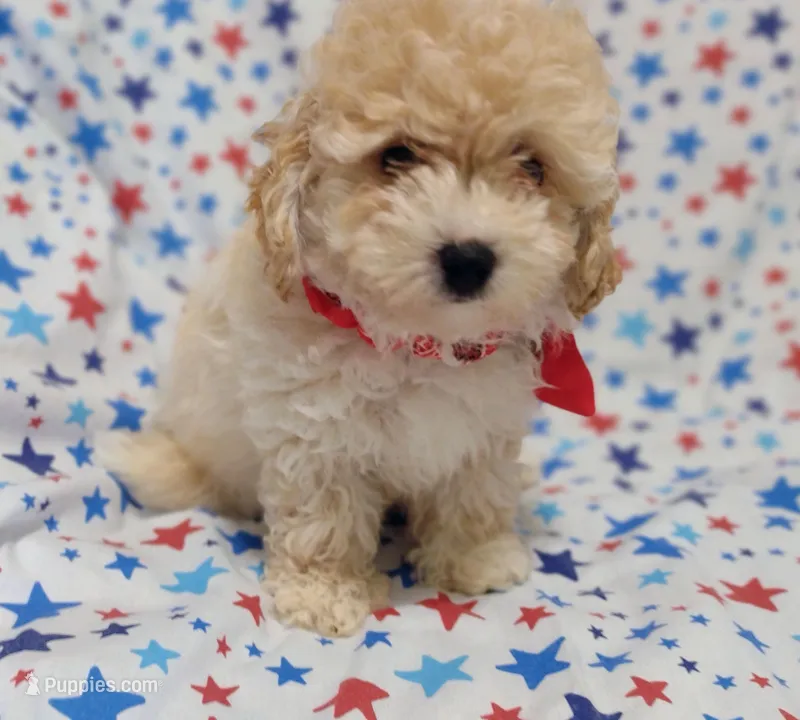 Lime green  Landon – Maltipoo, Poodle - Toy  puppy for sale in Lebanon, MO