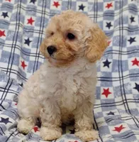 Penny, a female Maltipoo and Poodle - Toy  for sale in Lebanon, MO – 6 of 10