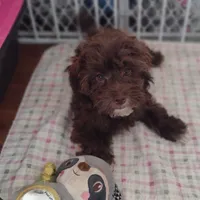 Pig-Pen, a male Havapoo for sale in Lebanon, MO – Photo 2 of 6