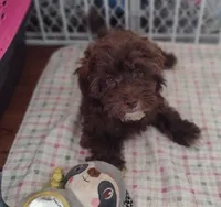 Pig-Pen, a male Havapoo for sale in Lebanon, MO – Photo 2 of 6