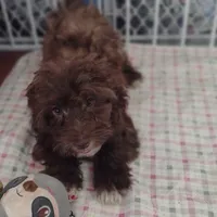 Pig-Pen, a male Havapoo for sale in Lebanon, MO – Photo 4 of 6