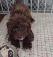 Pig-Pen, a male Havapoo for sale in Lebanon, MO – Photo 4 of 6