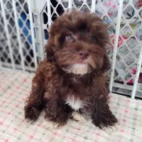 Pig-Pen, a male Havapoo for sale in Lebanon, MO – Photo 1 of 6