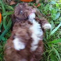 Pig-Pen, a male Havapoo for sale in Lebanon, MO – Photo 6 of 6
