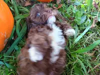 Pig-Pen, a male Havapoo for sale in Lebanon, MO – Photo 6 of 6