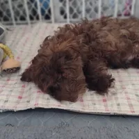 Pig-Pen, a male Havapoo for sale in Lebanon, MO – Photo 5 of 6