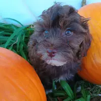 Pig-Pen, a male Havapoo for sale in Lebanon, MO – Photo 3 of 6