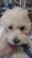 Lime green  Landon , a male Maltipoo and Poodle - Toy  for sale in Lebanon, MO – 6 of 10