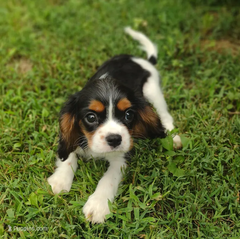 Martin  – Cavalier King Charles Spaniel puppy for sale in Lebanon, MO