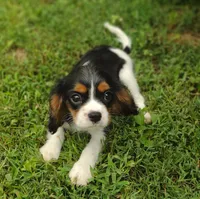 Martin , a male Cavalier King Charles Spaniel for sale in Lebanon, MO – 1 of 6