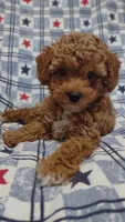 Pam, a female Maltipoo and Poodle - Toy  for sale in Lebanon, MO – 9 of 10