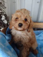 Dark blue, a male Cavapoo for sale in Lebanon, MO – Photo 4 of 6