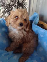 Dark blue, a male Cavapoo for sale in Lebanon, MO – Photo 3 of 6