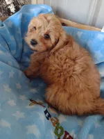 Dark blue, a male Cavapoo for sale in Lebanon, MO – Photo 2 of 6